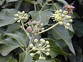 Hedera helix (umbels in a panicle)
