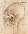 Mid-sagittal section of a human skull, by Leonardo da Vinci, c. 1489