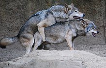 Photograph of a pair of mating wolves