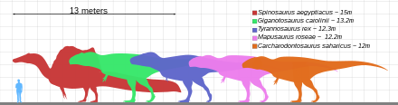 Graph showing relative sizes of five types of dinosaur compared with small human figure, each represented by silhouettes in different colours