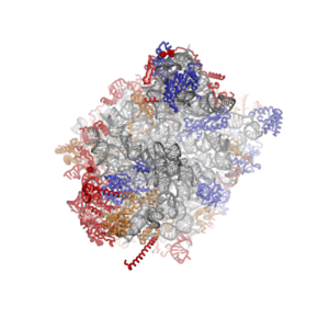 60S subunit viewed from the subunit interface side, PDB identifiers 4A17, 4A19