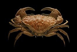 Crab Cancer bellianus (Eucarida)