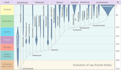 Evolution of ray-finned fish.png