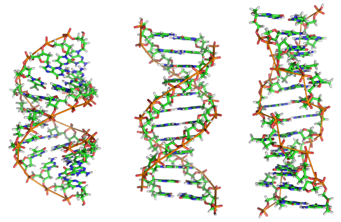У залежності від концентрації іонів і нуклеотидного складу молекули, подвійна спіраль ДНК у живих організмах існує в різних формах. На малюнку (зліва направо) представлені A-, B- і Z-форма