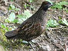 Black-fronted wood quail.jpg
