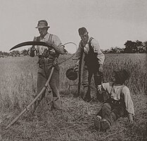 Traditional barley harvest by hand with scythes, England, c. 1886. Photo Peter Henry Emerson