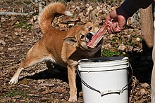 An orange dog chews on a meat-covered animal bone being offered by a human.
