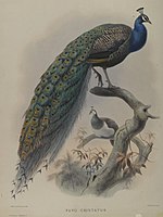 Common peafowl, by John Gould, c. 1880. Brooklyn Museum.