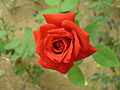 рожева троянда