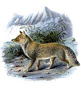 Painting of gay and brown fox