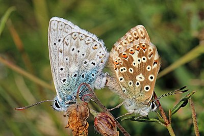 Mating pair of chalkhill blue butterflies
