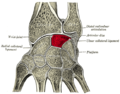 Cross section of wrist (thumb on left). Lunate shown in red.