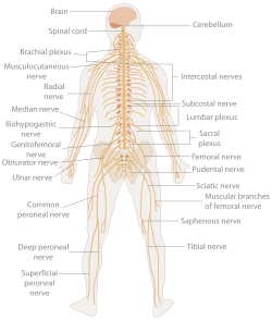 TE-Nervous system diagram.svg