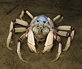 Image 17 Mictyris longicarpus Photo credit: liquidGhoul The light blue soldier crab (Mictyris longicarpus) inhabits beaches in the Indo-Pacific region. Soldier crabs filter sand or mud for microorganisms. They congregate during the low tide, and bury themselves in a corkscrew pattern during high tide, or whenever they are threatened. More selected pictures