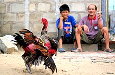 Cockfight in Vietnam