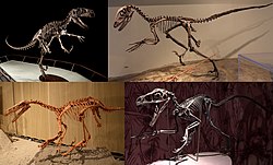 Eudromaeosauria Diversity.jpg