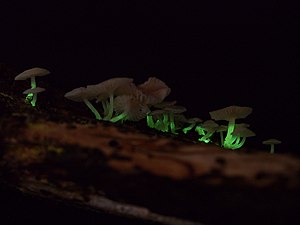 bioluminescent mycena roseoflava