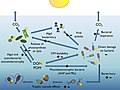 Image 45 Bacterioplankton and the pelagic marine food web Solar radiation can have positive (+) or negative (−) effects resulting in increases or decreases in the heterotrophic activity of bacterioplankton. (from Marine prokaryotes)