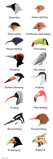 Illustration of the heads of 16 types of birds with different shapes and sizes of beak