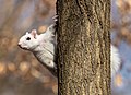 Image 26White (eucistic) eastern gray squirrel perched on a tree in Prospect Park