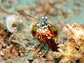 Image 2 Mantis shrimp Credit: Jens Petersen Mantis shrimp (peacock mantis shrimp – Odontodactylus scyllarus – pictured) are marine crustaceans of the order Stomatopoda. They take their name from the physical resemblance to praying mantises and shrimp. More selected pictures
