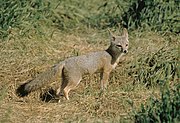 Gray fox standing in grass