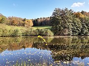 Fall colours reflected in pond, Oberauroff.jpg
