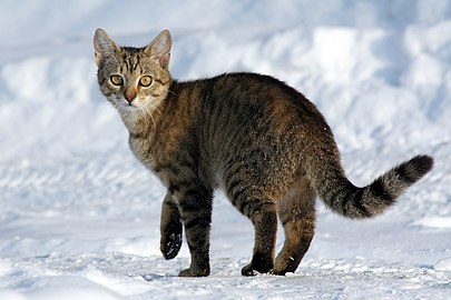 Felis catus (cat on snow)