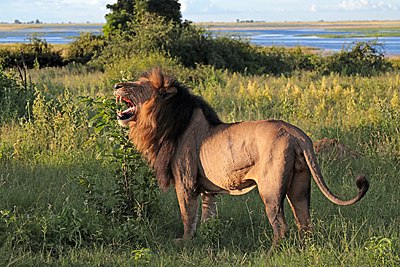 Lion (Panthera leo) old male Chobe.jpg