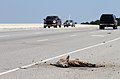 Roadkilled deer in South Carolina, USA