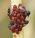 Platygastroidea (Telenomus sp. wakitoka kwa mayai ya kidusiwa)
