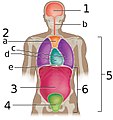 The abdominopelvic cavity 6 is made up of the abdominal cavity 3 and the pelvic cavity 4.