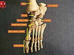 Foot bones - tarsus, metatarsus and phalanges.