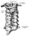 Cervical vertebrae seen from the back