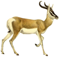 The book of antelopes (1894) Gazella soemmerringi (white background).png