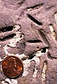 Petroxestes borings in an Ordovician hardground, southern Ohio[73]