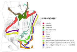 Yixianosaurus slab diagram (png).png