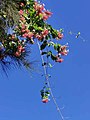 Climbing plant in flower