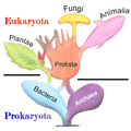Image 21Phylogenetic and symbiogenetic tree of living organisms, showing a view of the origins of eukaryotes and prokaryotes (from Marine fungi)