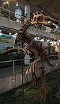 Tsintaosaurus skeleton.