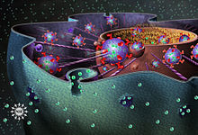 Схематичне зображення розрізу клітини з кулеподібним ябром всередині