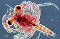 Image 26Crab larva barely recognisable as a crab, radically changes its form when it undergoes ecdysis as it matures (from Arthropod exoskeleton)
