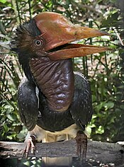 Helmeted Hornbill.jpg