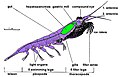 Image 18Body structure of a typical crustacean – krill (from Crustacean)