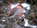 Image 10 Pine Grosbeak Photo: 72426950scott The Pine Grosbeak (Pinicola enucleator) is a large member of the true finch family. It is found in coniferous woods across Alaska, the western mountains of the United States, Canada, and in subarctic Fennoscandia and Siberia. Adult males (example shown here) have a rose-red head, back and rump, while females are olive-yellow on the head and rump and grey on the back and underparts. More selected pictures