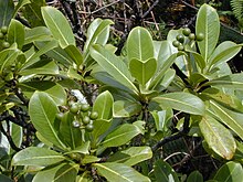 A shrub with large, leathery, simple leaves, and bearing clusters of round, green fruit.