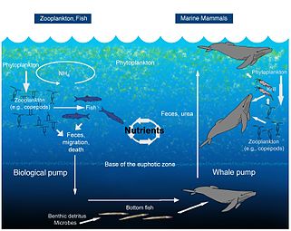 The oceanic whale pump showing how whales cycle nutrients through the ocean water column