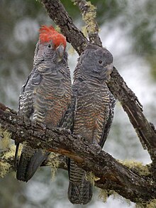 Two grey cockatoos on a lichen-covered tree branch. The red crested male is on the left.