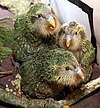 Kakapo chicks (8528275645).jpg