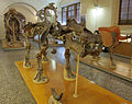 Museo di paleologia, scheletro di hippopotamus antiquus, recuperato presso figline valdarno.JPG